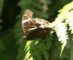 Lexias aeetes
