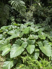 Xanthosoma