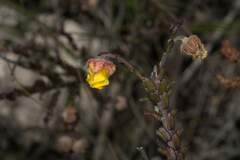 Hermannia concinnifolia