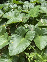 Xanthosoma