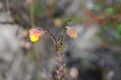 Hermannia concinnifolia