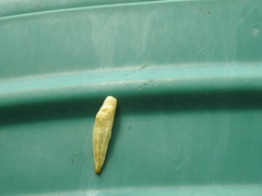 Elisolimax flavescens