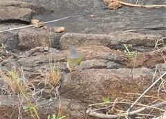 Camaroptera brachyura