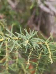 Juniperus cedrus