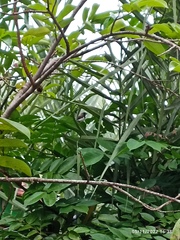 Lonchura leucogastroides