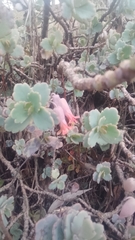 Kalanchoe fedtschenkoi