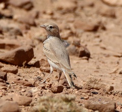 Ammomanes cinctura