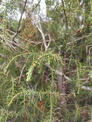 Juniperus cedrus