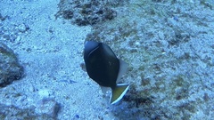 Sufflamen chrysopterum