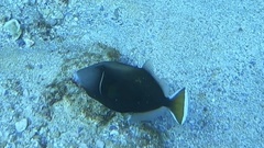 Sufflamen chrysopterum