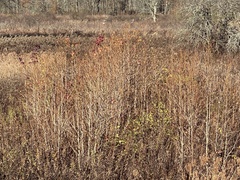 Liquidambar styraciflua
