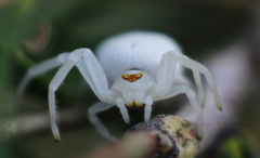 Zygometis xanthogaster