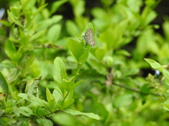 Leptotes pirithous