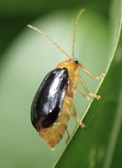 Aulacophora