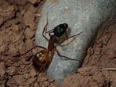 Camponotus thoracicus