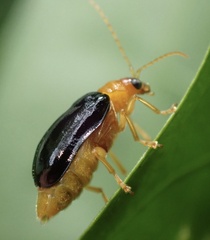 Aulacophora