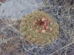 Oroya peruviana