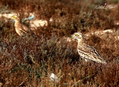 Burhinus oedicnemus