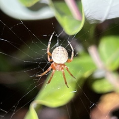 Araneus thaddeus