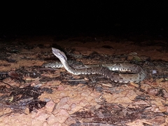 Bothrops atrox
