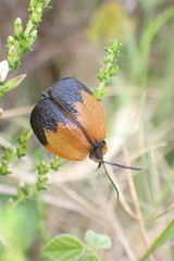 Lycus palliatus