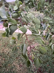 Bauhinia lunarioides