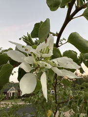 Bauhinia lunarioides