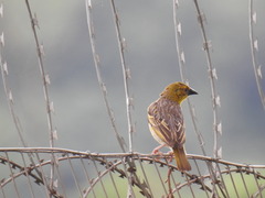 Ploceus cucullatus spilonotus