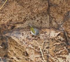 Camaroptera brachyura