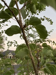 Bauhinia lunarioides