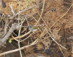 Camaroptera brachyura