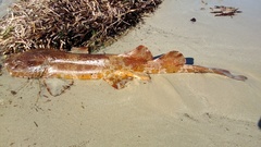 Cobbler Wobbegong photo 4