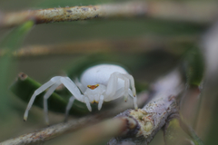 Zygometis xanthogaster