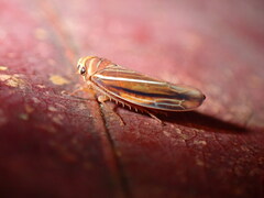 Idiodonus kennicotti