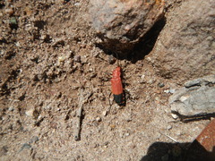 Chauliognathus lecontei