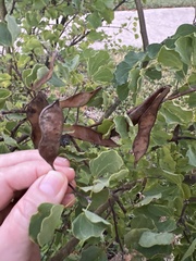 Bauhinia lunarioides