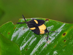 Zygaenidae