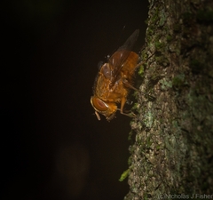 Calliphora ochracea