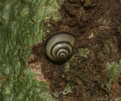 Posorites conscendens