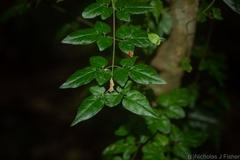 Jasminum singuliflorum