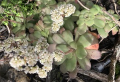 Crassula orbicularis