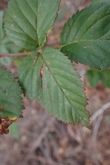 Phragmidium violaceum