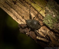 Onidistus araneus