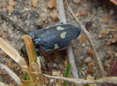 Polyclaeis longicornis