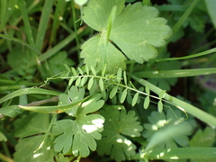 Vicia hirsuta