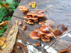 Gymnopilus penetrans