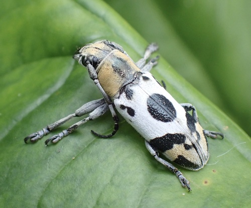 Callimetopus illecebrosus · iNaturalist