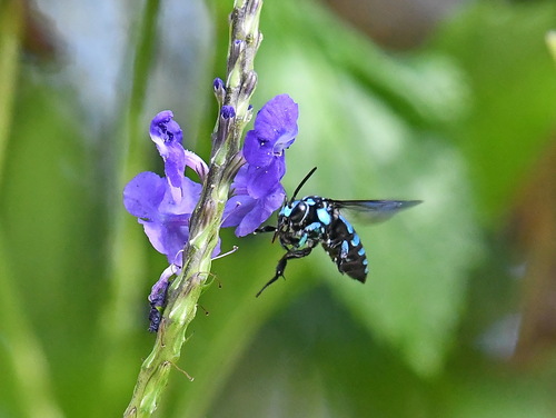 Thyreus wallacei