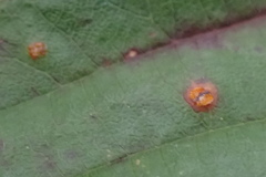 Phragmidium violaceum