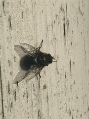 Calliphoridae